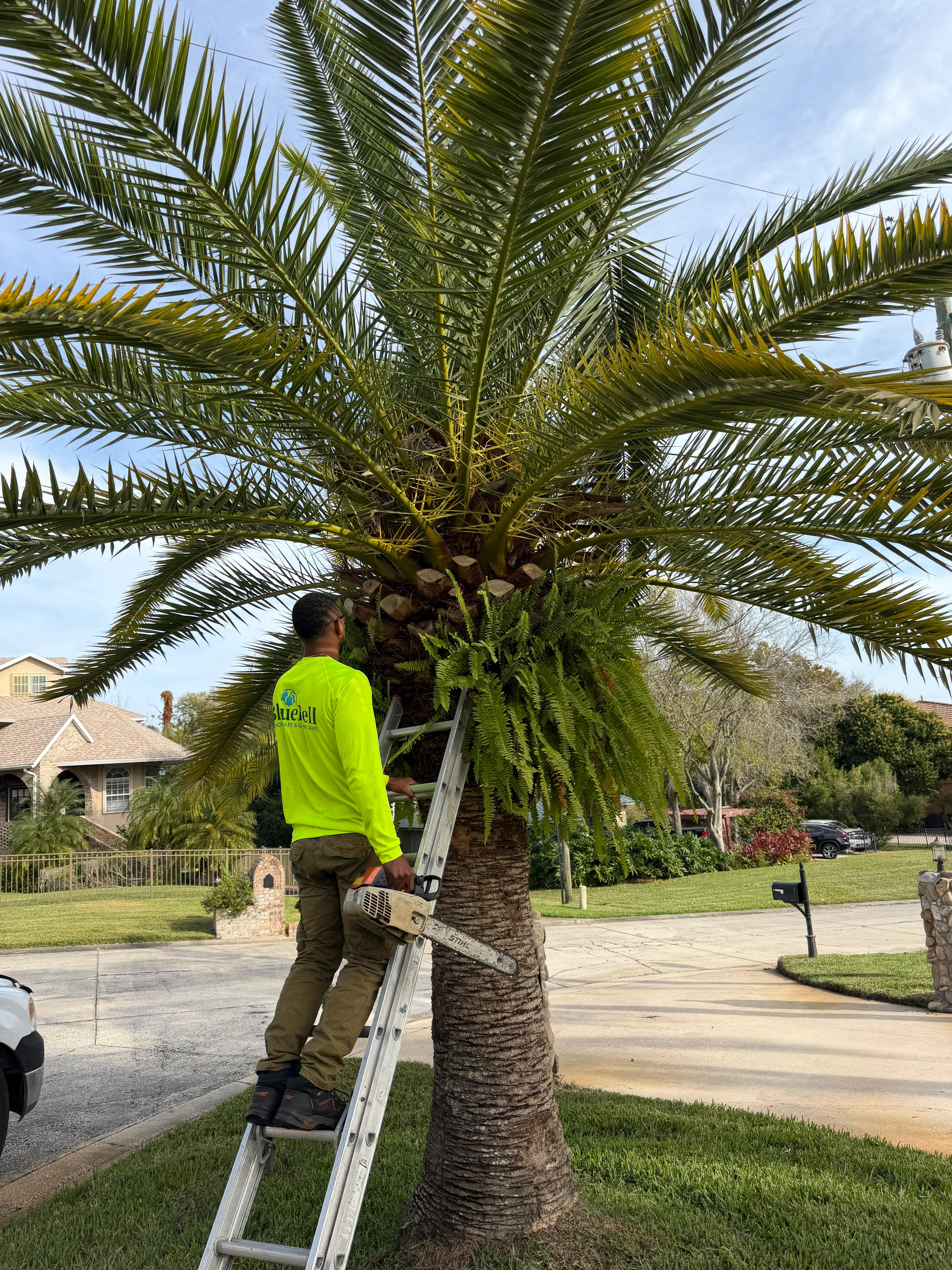 Tree & Bush Trimming project 5