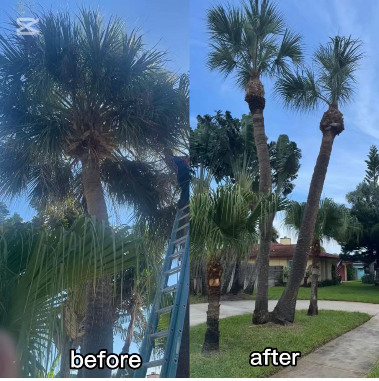 Tree & Bush Trimming project 2