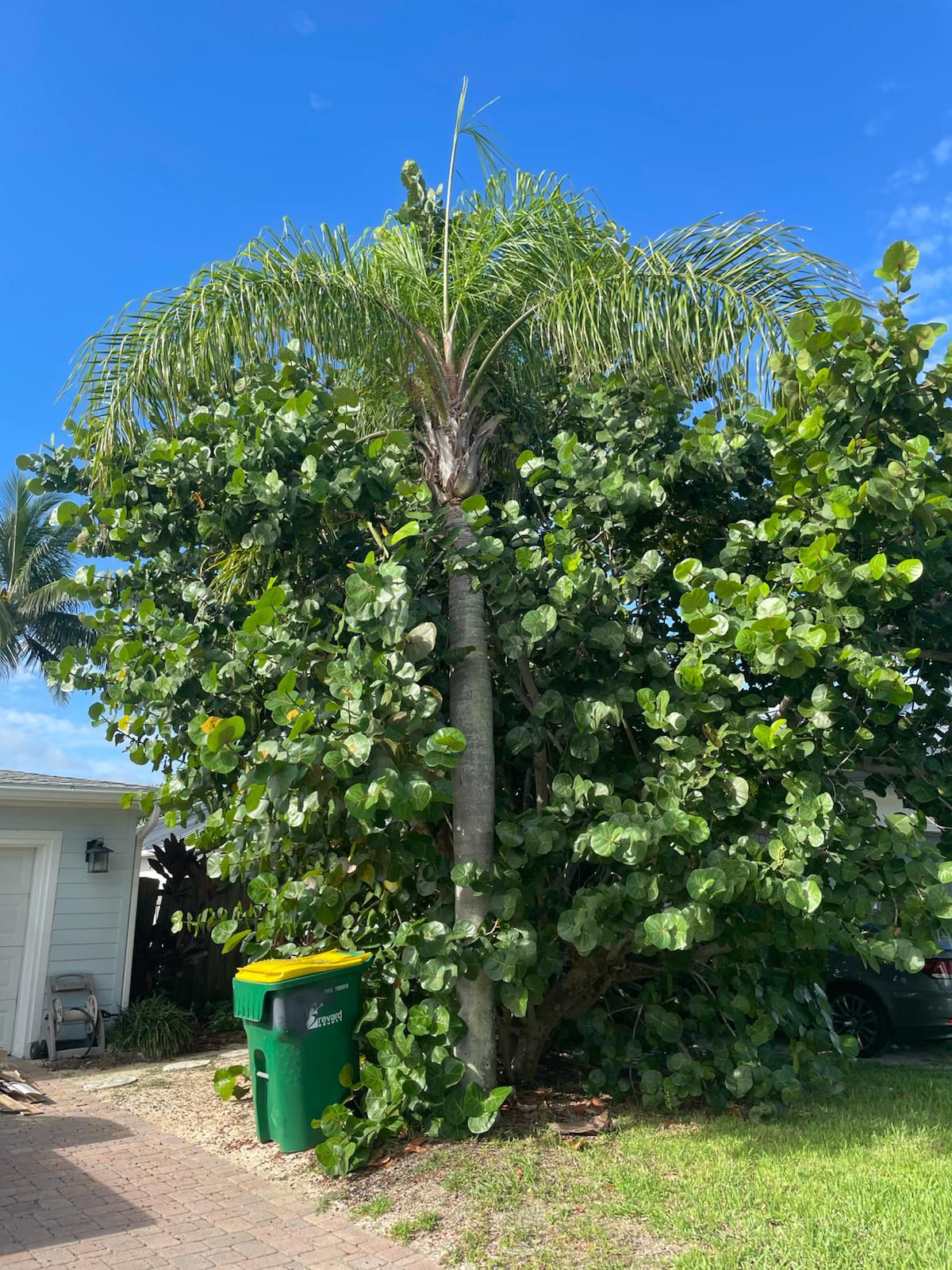 Tree & Bush Trimming project 3